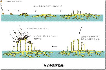 kabi-01