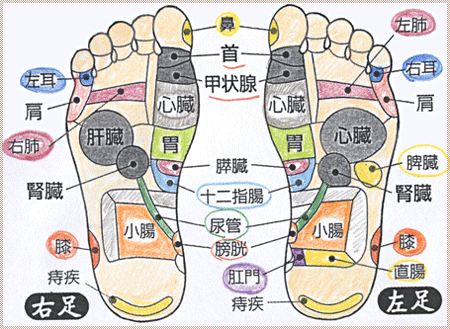 足つぼの図